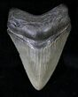 Serrated Megalodon Tooth - Savannah, Georgia #19606-1